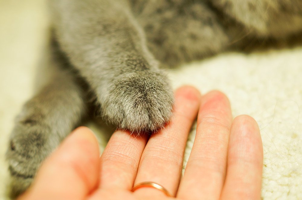 How To Help Someone Who Lost A Pet